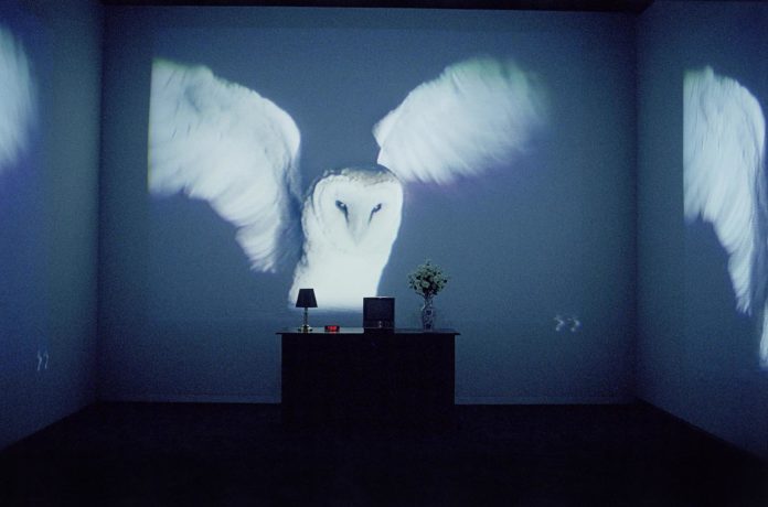 collezionare videoarte art rights magazine